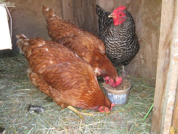 chickens1