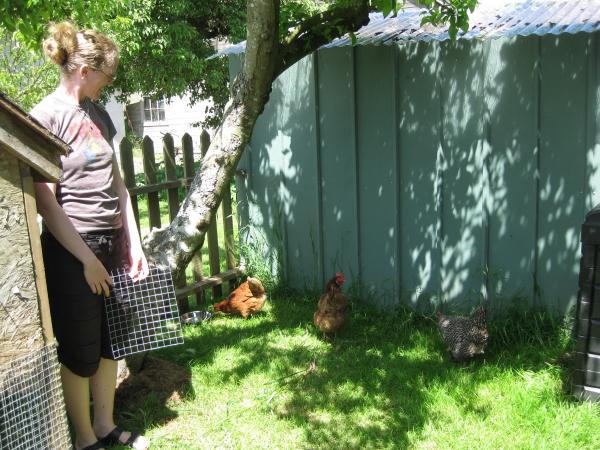 chickens2