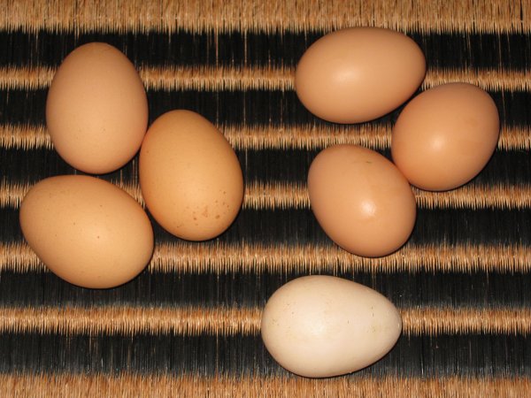 Eggs